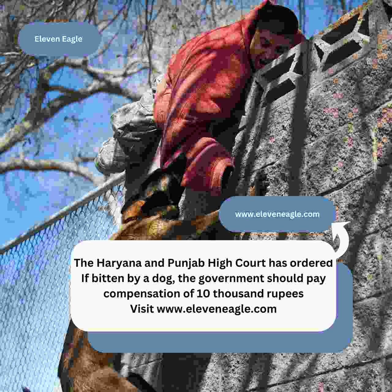 If bitten by a dog, the government should pay compensation of 10 thousand rupees; An important order of the High Court