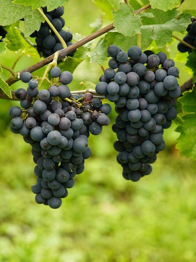 Black Grapes Benefits: if you read the benefits, you will be confused!