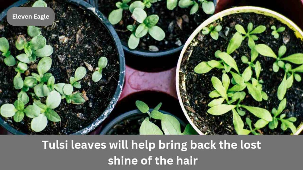 Tulsi Benefits: Tulsi leaves will help bring back the lost shine of hair, use it like this