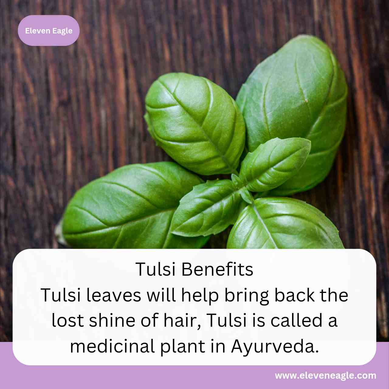 Tulsi Benefits: Tulsi leaves will help bring back the lost shine of hair, use it like this