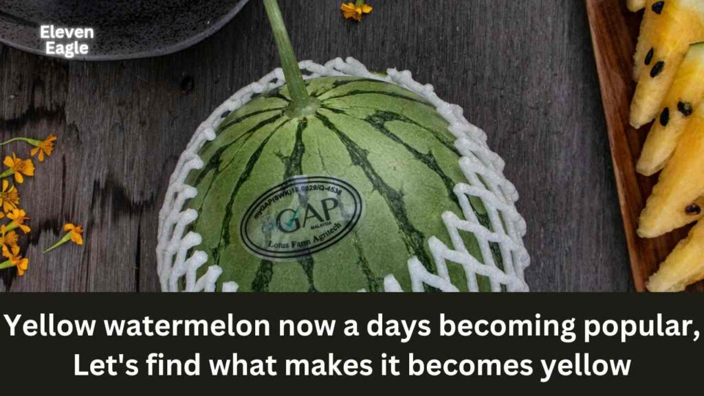 Where did yellow watermelon come from in the land of red watermelon eaters? What are its advantages!