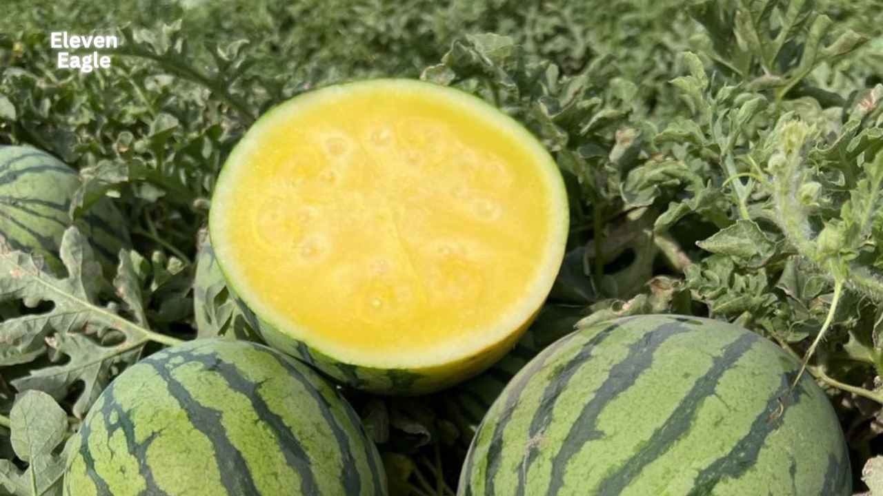 Where did yellow watermelon come from in the land of red watermelon eaters? What are its advantages!